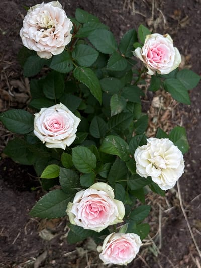 This media file features a close-up, overhead shot of a rose bush in Mārupe, Latvia. The bush has several blooming roses, varying in color from pale pink to white. Some roses are fully open, revealing delicate, layered petals, while others are still in bud. The leaves are a deep green and appear healthy. The background consists of dark soil, scattered dry leaves, and some thin twigs or grass, suggesting an outdoor garden setting. The lighting appears diffused, indicating it may be an overcast day or a time of day with softer light, and there are no strong shadows. The overall mood is serene and natural, highlighting the beauty of the roses. No text is visible in the image.