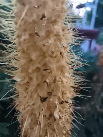 The image is a close-up, shallow depth of field shot of a vertical flower spike, likely a foxtail lily or similar plant. The spike is densely packed with small, pale, bell-shaped flowers, with prominent, hair-like stamens extending outwards. Many of the stamens have small, dark red tips. The background is blurred, showing dark green foliage and hints of blue and purple in the distance, suggesting an outdoor setting, possibly a garden or park. There are no discernible people or animals in the image. The specific location in Ocnița, Moldova, cannot be determined from the visual information provided.