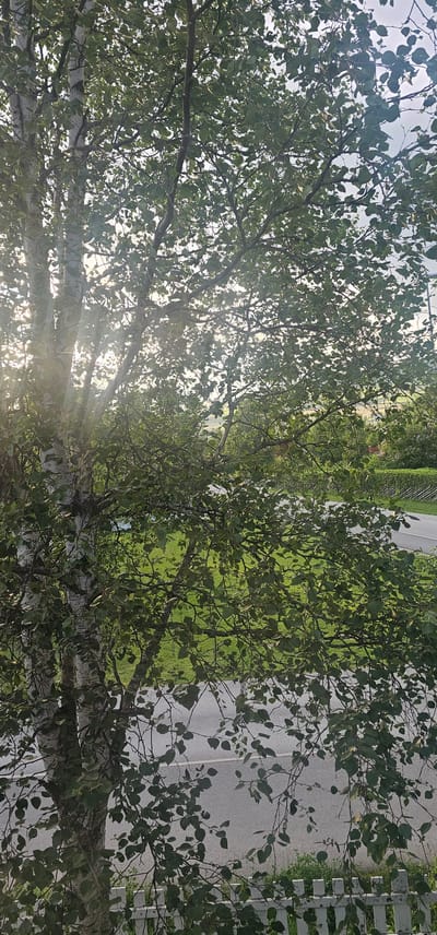 The image shows a view through a leafy tree, likely in Tynset, Norway, due to the presence of birch trees with their characteristic white bark, common in the region. Sunlight filters through the dense foliage, creating bright highlights and dappled shadows. In the background, a paved road curves through a green, grassy area. A white picket fence is visible in the foreground, partially obscured by the tree's branches and leaves. The sky above is overcast with a soft, diffused light. There are no people or animals present in the scene, and no specific actions are being depicted.