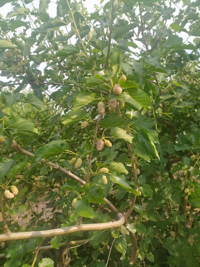 The image depicts a close-up view of a mulberry tree laden with developing fruit. The mulberries are in various stages of ripeness, with some appearing greenish-white and others a pale pinkish-brown. The tree has abundant green leaves, some of which are large and lobed, characteristic of a mulberry tree. The branches are visible, with one prominent branch in the foreground running horizontally. The background consists of more foliage and hints of sky, suggesting an outdoor setting. The scene is likely located in Baraboi, Ukraine, given the provided context. There are no people or animals visible in the image, and the focus is solely on the natural elements of the tree and its fruit. The lighting suggests it is daytime, possibly late morning or early afternoon, with natural light filtering through the leaves.