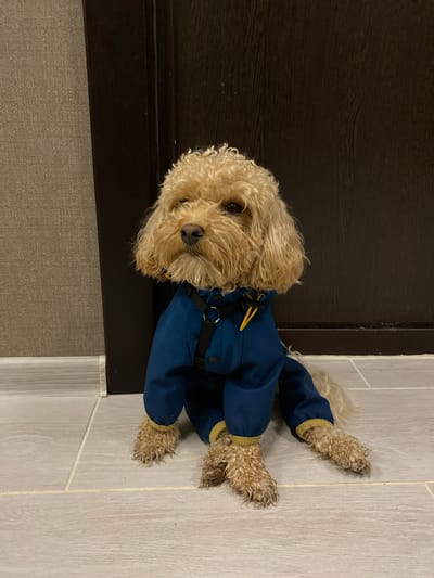 A small, light brown poodle-mix dog wearing a dark blue dog coat with yellow trim sits on a light gray tiled floor in front of a dark brown wooden door. The dog is facing slightly to its left, with its head tilted. The dog's fur is curly and slightly messy. The dog coat has a black harness with a silver ring attached. The wall to the left of the dog is a textured, light gray. The background behind the dog is a dark brown wooden door, likely a closet or room entrance. The lighting is dim, casting soft shadows. The scene appears to be indoors, possibly in a home or a pet-friendly establishment, in the city of Avtomobilist SNT, Russia.