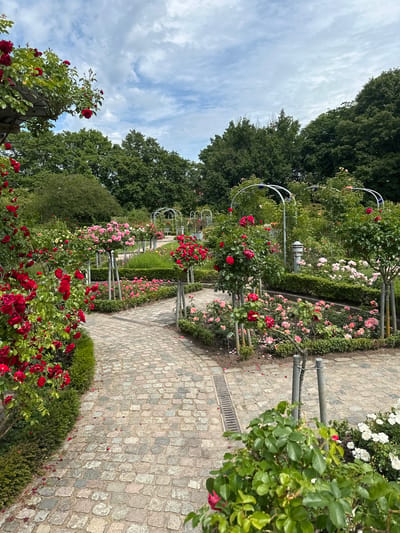 This image depicts a rose garden in Hamburg, Germany, likely during daytime given the bright lighting. A paved path made of cobblestones winds through the garden, flanked by meticulously manicured rose bushes in various shades of red and pink, as well as some white roses visible in the foreground. Archways, presumably for climbing roses, are visible in the background. Mature trees form a lush green backdrop to the garden. The sky is partly cloudy with white and gray clouds against a blue background. There are no people visible in the scene. The overall impression is that of a well-maintained public park or botanical garden.
