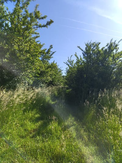The image presents a sunny outdoor scene, likely captured during daylight hours. The camera angle is low, directed upwards, showcasing a path bordered by lush green grass and shrubbery. The path itself is somewhat obscured, suggesting it's overgrown or less frequently used. Above, a clear blue sky is visible, marked by contrails from aircraft. The scene conveys a sense of natural tranquility. The location is suspected to be in Mettlach, Germany, based on prior knowledge. No people, specific objects, actions, or interactions are directly visible in the image.