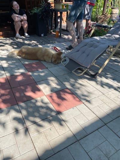 In Kobeliaky, Ukraine, on a sunny day, a light-colored dog lies on its side on a tiled patio, its head resting on the ground. Nearby, a woman in a black t-shirt and shorts sits on steps, smiling upwards with her arms crossed. A lounge chair with a gray cushion is positioned to the right of the dog, and in the background, two individuals stand near a table with drinks, amidst greenery and a wooden structure. The patio is paved with a pattern of light gray and reddish square tiles, with dappled sunlight casting shadows from overhead foliage.