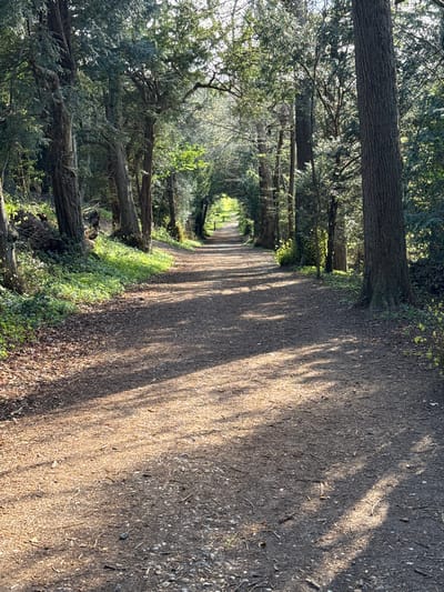 A dirt path stretches away from the viewer, framed by tall trees on either side. The path is covered in fallen leaves and dappled with sunlight filtering through the tree canopy. The trees are mainly evergreen and covered with bark, and some have fallen branches along the edges of the path. The path leads towards a distant archway of greenery. The location is likely within the city of Dacorum, United Kingdom, suggested by the foliage and path style. No people are visible in the frame.