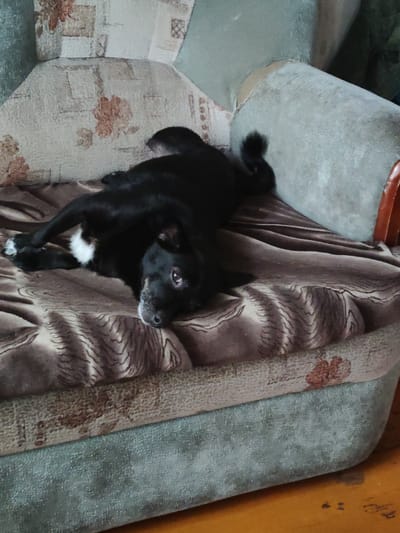 A black dog is lying on its back on a patterned blanket, which is draped over a couch. The dog's front legs are bent, and its head is resting on the blanket. Its eyes are open, and it appears to be looking at the camera. The couch is upholstered in a floral pattern. The background is out of focus, but appears to be a room with a wooden floor. The scene is indoors, likely in a residential setting in Shaklei, Russia.