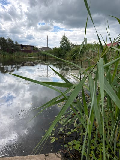 The image depicts a serene natural scene at a body of water likely in the vicinity of Папярнянскі сельскі Савет, Belarus. Tall green reeds and grasses dominate the foreground, their sharp blades reaching towards a cloudy sky. The water's surface is dark and reflects the dramatic cloud formations above, creating a textured, almost abstract pattern on its surface. Small green lily pads dot the water near the reeds. In the middle ground, a thin fence runs along the edge of the water, with trees and houses visible beyond, suggesting a rural or semi-rural setting. Power lines stretch across the horizon. The overall atmosphere is one of peaceful, natural beauty under an overcast sky.