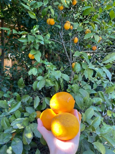The image captures a vibrant outdoor scene centered around a citrus tree laden with ripe, orange fruit. In the foreground, a light-skinned hand holds a cluster of five bright orange fruits, which appear to be mandarins or small oranges. These fruits are strongly illuminated by sunlight, creating prominent highlights on their surfaces.

The background and mid-ground are filled with the tree's dense canopy, featuring numerous other small orange fruits hanging amidst lush green leaves and slender branches. The leaves are a healthy, deep green, with some areas brightly lit by sunlight filtering through the foliage.

The primary activity depicted is the holding or fresh harvesting of the fruit directly from the tree. The strong, clear lighting suggests it is daytime, likely mid-morning or afternoon, on a sunny day. The scene exudes an atmosphere of natural abundance. This outdoor setting is consistent with the location context of Psakhara, Abkhazia, an area known for its citrus production. There is no visible text in the image.