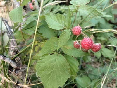 A close-up, eye-level shot captures a cluster of ripe raspberries on a branch, surrounded by lush green leaves and blades of grass. The berries are a vibrant red, with their textured surfaces clearly visible. The background is a blur of green foliage and a weathered, grey branch. The scene appears to be in a natural outdoor setting. The image location is Kudashivka, Ukraine.