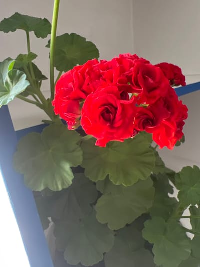The image shows a close-up view of a cluster of bright red geranium flowers with green leaves. The flowers are in full bloom, with multiple layers of petals forming a voluminous shape. The leaves are large and lobed, with a slightly serrated edge. The plant appears to be healthy and well-maintained. The background is a plain, light-colored wall with a blue object, possibly a planter or pot, visible on the left side of the frame. The lighting suggests an indoor environment, possibly near a window. The scene is located in Ornek, Kyrgyzstan.