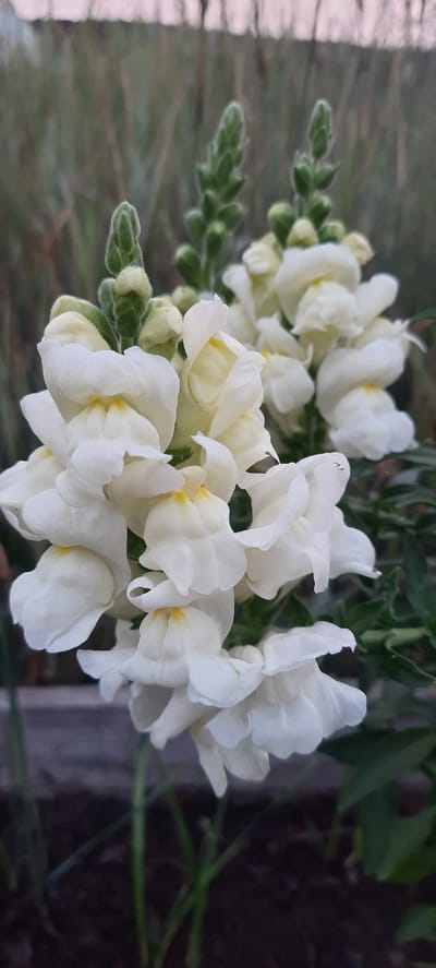 A close-up, vertically oriented, outdoor photograph captures a cluster of white snapdragon flowers in bloom. The flowers are white with subtle yellow markings at their throats and are arranged on tall stalks. In the background, out-of-focus green foliage and a hint of a pale sky are visible. The lower portion of the image shows dark soil and some green plant stems, suggesting the flowers are growing in a garden. The scene is devoid of human presence or activity. The photograph appears to have been taken in or around Borogontsy, Russia.