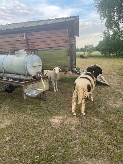 Two sheep are in a grassy field next to a weathered wooden and metal trailer. The trailer has a large cylindrical tank, a metal trough, and a ramp. One sheep, mostly white, stands near the tank, looking towards the camera. The other sheep, with patches of brown and white wool, stands facing away from the camera, with its rear end visible. In the background, a few other sheep are grazing in the distance, and trees and a cloudy sky complete the scene. The location is the city of Neustadt, Germany.