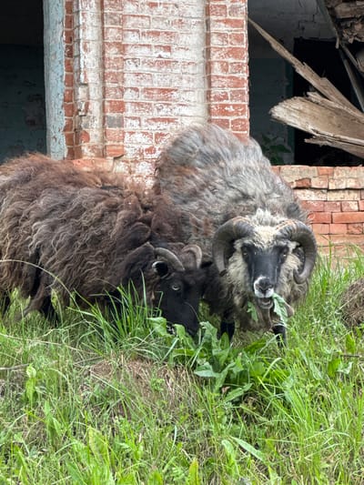 Two sheep, one with large curved horns, are grazing on green grass in front of a dilapidated brick building. The building appears to be abandoned, with crumbling mortar and debris visible in an opening. The sheep are both dark-haired, with shaggy wool. The sheep with horns has a black face and chest, contrasting with its grey and brown fleece. It is actively eating green leaves. The other sheep, mostly obscured by the first, is also grazing. The environment suggests a rural or semi-abandoned setting. The location is identified as Большая Уса, Russia.
