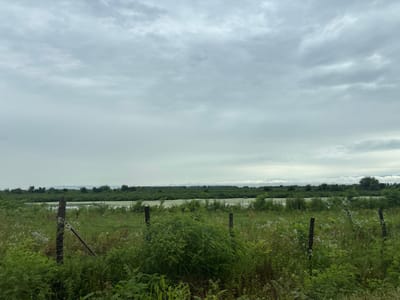 The image depicts a wide, flat landscape under a heavily overcast sky. In the foreground, a weathered wire fence with wooden posts runs horizontally across the frame, partially obscured by dense green vegetation and scattered white wildflowers. Beyond the fence, a body of still water, possibly a marsh or flooded area, is visible, covered with a light green algae or plant growth. A treeline of dense, dark green foliage forms a distinct band separating the water from the sky. In the far distance, a faint, hazy line of hills or mountains can be seen. The overall impression is one of a natural, somewhat wild environment. This scene is located in the municipality of ნიგოითის თემი, Georgia. There are no people or animals visible in the image. The weather appears humid and temperate, typical of the region.