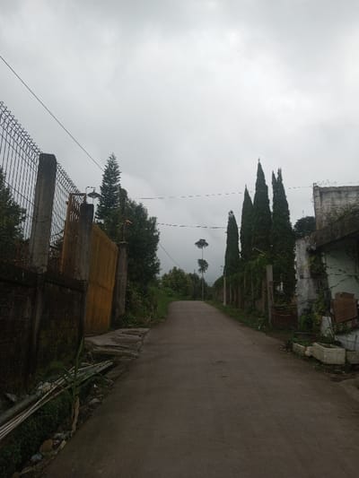 The image displays a concrete road ascending through a vegetated area under an overcast, grey sky in Kandapola, Sri Lanka. On the left, a concrete retaining wall topped with a chain-link fence runs parallel to the road. An open yellow wooden gate is integrated into this fence line, flanked by concrete posts. Beyond the fence, dense green trees and foliage are visible, including a tall, pointed coniferous tree. A concrete drainage channel at the base of the wall contains white pipes and scattered debris. On the right side, a row of tall, slender, dark green coniferous trees lines the road, leading to a weathered, light-colored building with elements of disrepair, including brown panels and exposed wires on its exterior. A low, light-colored planter box is situated on the ground near this building. In the mid-ground, further along the road, two distinct tall trees with minimal foliage stand silhouetted against the misty background. Multiple dark-colored utility lines traverse horizontally across the upper and middle sections of the scene. No individuals are present.