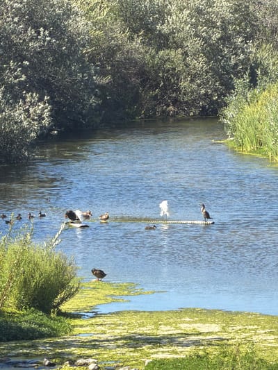 A body of water, likely a lake or pond, is surrounded by dense green foliage and reeds. Several ducks are visible swimming in the water. In the mid-ground, a cormorant stands on a floating object. In the foreground, a duck stands on a patch of green algae at the water's edge. The water is calm with ripples from the movement of the animals. The scene appears to be in a natural setting, possibly a park or nature preserve, within the city of Laguna Niguel, United States of America.