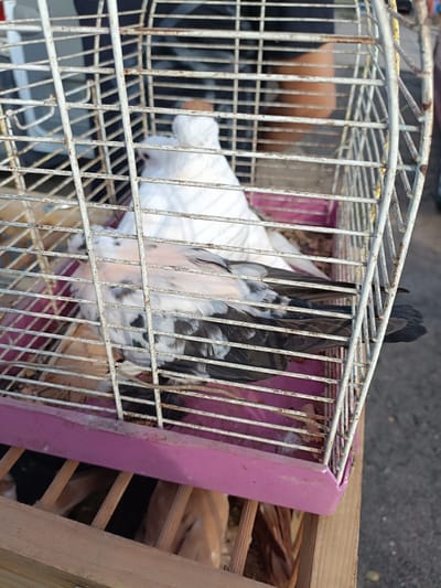 The image shows a close-up view of a white metal birdcage with a pink plastic base, containing two pigeons. One pigeon, predominantly white, is visible in the background. The other pigeon in the foreground has a mottled pattern of black and white feathers with some pinkish hues. The pigeons are positioned inside the cage, which appears to be on a wooden surface. The background is blurred, but suggests an outdoor setting with some greenery and pavement. The cage bars are rusty in places. There are no people or specific landmarks identifiable in the image to place it within the city of Łosice, Poland.