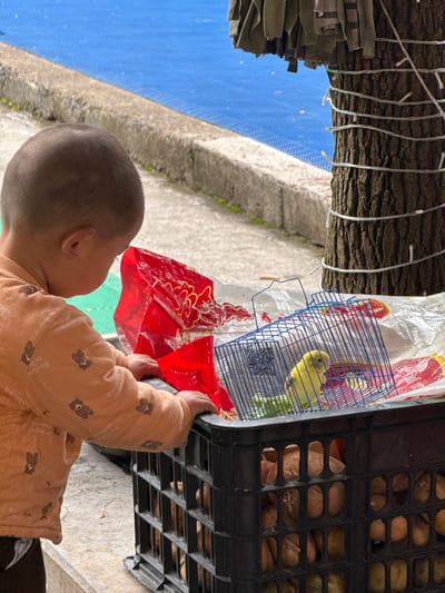 A child in an orange pajama set is holding a black crate next to a birdcage with a yellow budgie in it. The birdcage is sitting on a white bag with red decorations. Above the birdcage and crate are branches with dangling white lights. In the background, there's a blue wall and a concrete wall. The photo was taken in Zhuoshui, China.