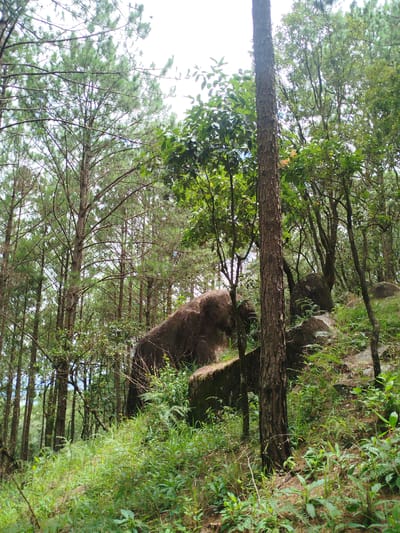 The image depicts a dense forest landscape, likely in Cam Ly, Da Lat, Vietnam. The foreground is dominated by lush green vegetation, including various types of plants and ferns, with a large, textured tree trunk standing prominently in the right-center of the frame. In the mid-ground, a large, dark, moss-covered boulder or rock formation is visible, partially obscured by trees and foliage. Several other rocks and smaller trees are scattered throughout the scene, contributing to the natural, untamed appearance of the forest. The background reveals a multitude of tall, slender pine trees with needle-like leaves, their branches reaching towards a bright, overcast sky. The overall impression is one of a secluded, natural environment within a forested area.