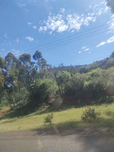 The image depicts a landscape in the Kibirichia ward of Kenya. A grassy slope descends from a densely vegetated hillside. Trees, bushes, and scrub cover the hillside. Tall trees with eucalyptus-like characteristics are scattered on the left. A group of tall, columnar cactus-like plants is amongst the trees. The sky is blue with scattered white clouds. A set of power lines stretch across the sky. A paved road runs across the bottom of the frame. Two small shrubs are growing on the grassy slope.