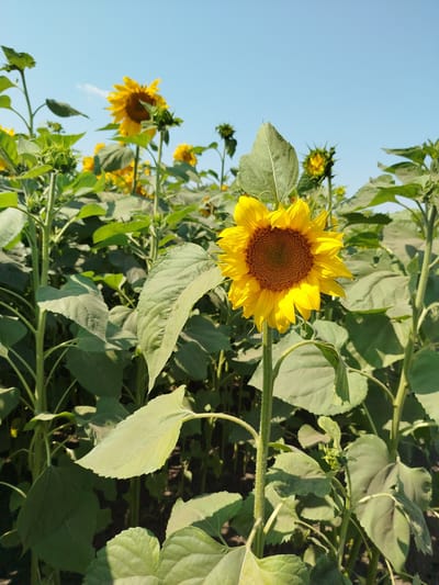 A close-up, eye-level, vertical shot captures a field of sunflowers under a clear blue sky. The foreground is dominated by a large, fully bloomed sunflower with bright yellow petals and a dark brown center, its stalk and leaves prominently displayed. Behind this main subject, numerous other sunflowers, some in bloom and some as buds, are visible, along with their large green leaves and thick stalks, creating a dense green backdrop. The scene suggests a warm, sunny day in a rural setting, possibly a sunflower farm in Novaya Zayimka, Russia, given the context. There are no people or animals present in the image.