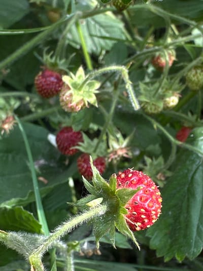 This is a close-up, eye-level outdoor photograph of wild strawberries growing on a plant. The focus is on a single ripe strawberry in the foreground, which is bright red and covered in small yellow seeds. Its green calyx, made up of pointed sepals, is visible at the base, and the stem is fuzzy and hairy. Behind this prominent berry, several other strawberries and strawberry blossoms are visible, some in various stages of ripeness, ranging from green to deep red. The background is filled with lush green leaves and foliage, creating a natural, garden-like setting. The lighting suggests it's daytime, possibly a sunny day, as indicated by the bright colors and some areas of light and shadow. There are no people or animals present, and no text is visible in the image. The overall impression is one of a bountiful harvest in a natural environment. The location context of Biysk, Russia, suggests a temperate climate where wild strawberries are common.