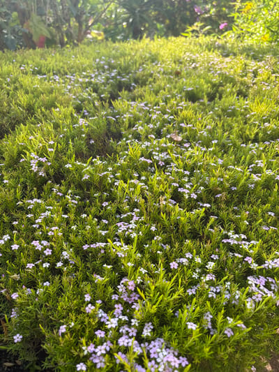 The scene depicts a dense patch of groundcover, primarily composed of vibrant green, small-leafed plants, interspersed with numerous small, light purple or white four-petaled flowers. The setting is an outdoor garden or landscaped area within Monterey, United States of America. Bright natural sunlight illuminates the foliage, creating highlights, particularly in the upper and right portions of the image. A single, dried, light brown leaf rests on the green vegetation in the upper right quadrant. The background features out-of-focus taller green foliage and diffused light. No individuals, objects other than the described plant life, or explicit actions are present.
