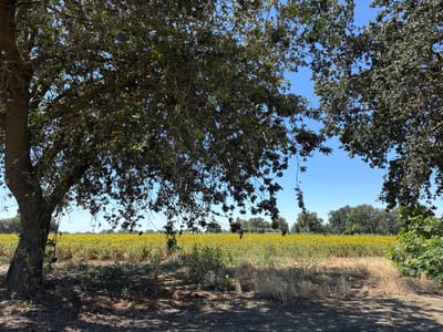 This media file depicts a landscape scene in Woodland, United States. The foreground is dominated by the trunks and branches of two large trees, their leaves forming a canopy that casts dappled shadows on the dry, dirt ground. The tree on the left is closer and its rough bark is visible.

Beyond the trees, a vast field of yellow sunflowers stretches towards the horizon, their vibrant blooms creating a sea of color against the muted greens and browns of the surrounding vegetation. The field appears to be mature, with some of the sunflowers beginning to droop or dry. The middle ground consists of dry grasses and some green foliage.

In the distance, a line of diverse trees forms a natural boundary, with a clear, bright blue sky overhead. The sunlight suggests it is daytime, likely late morning or afternoon, with fair weather. There are no people or specific objects visible that would indicate an event taking place. The overall impression is one of a peaceful, rural landscape on a clear day. No text is visible in the image.