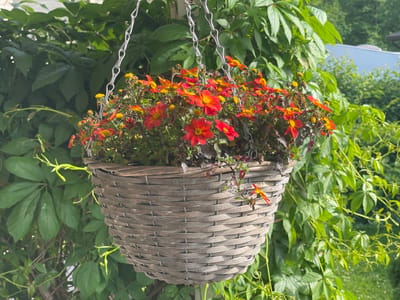 A weathered grey wicker hanging basket filled with bright red and yellow flowers is suspended by a metal chain against a backdrop of lush green foliage. The basket, intricately woven, hangs centrally in the frame. The flowers are small and vibrant, some fully bloomed with prominent yellow centers, others in bud. Several delicate tendrils of green vine extend from the basket and weave through the surrounding greenery. In the background, the leaves of a large, leafy plant create a dense, verdant curtain. To the upper right, a portion of a pale blue structure is visible, suggesting an outdoor setting, possibly a garden or patio area. The scene is illuminated by natural daylight, casting subtle shadows. No people are present in the image. The overall impression is one of a well-maintained outdoor space.