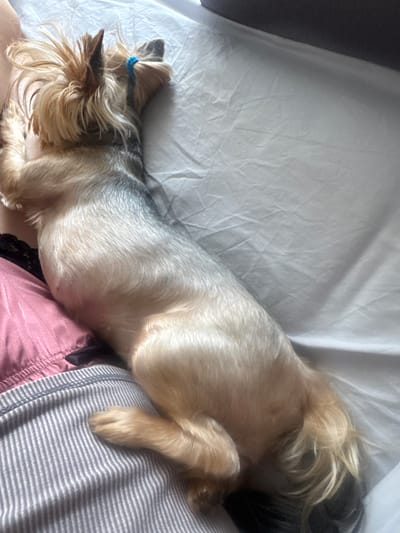 A Yorkshire terrier dog is resting on a bed in Sustaš, Montenegro. The dog is lying on its side with its head tucked towards its body. Its fur is a mix of tan and gray, and its tail is curled up. The dog has a blue hair tie around the tuft of hair on its head. The bed is covered with a light-colored sheet that is wrinkled in places. There are also pieces of pink and gray striped fabric visible, which appear to be clothing or bedding. The lighting suggests it is daytime, but the room appears to be dimly lit.