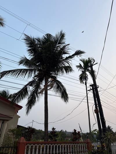 A low-angle shot reveals a tall palm tree, its dark fronds sharply contrasting against a light sky. Power lines crisscross the scene above the tree. A power pole is visible behind the palm tree, with a smaller palm tree positioned next to it. A bird is soaring in the distance. Part of a building, with its decorative fence and a dark lamp, is located to the lower right. The location of the photo is Marra, India, as indicated in the prompt. The vegetation on the hillside to the right suggests a tropical climate.