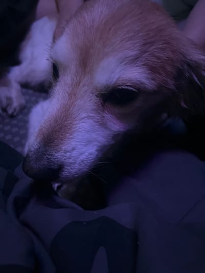 The image shows a close-up of a dog's face, with its head resting on what appears to be dark-colored fabric. The lighting is dim and has a purple hue, suggesting it might be nighttime or a dimly lit indoor environment. The dog has light brown and white fur and its eyes are partially closed. The background is dark and out of focus. There is no visible information within the image to indicate its location in Daugavpils, Latvia.
