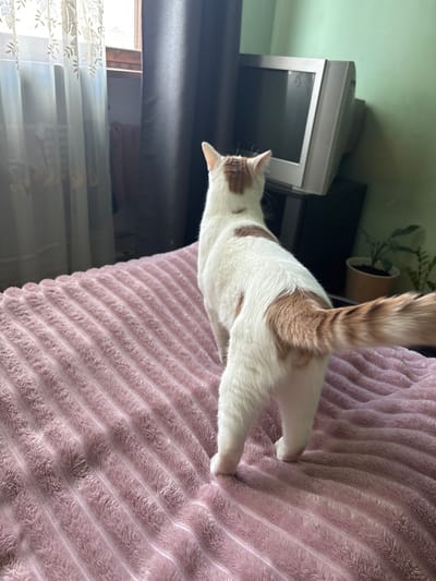 The image shows a white cat with ginger markings standing on a pink, textured blanket. The cat is facing away from the camera, looking towards a vintage television set placed on a dark surface, possibly a cabinet. In the background, there are sheer white curtains with embroidered details hanging by a window, and a dark curtain on the right. A potted plant is visible behind the television. The lighting suggests an indoor setting, possibly a bedroom. The location in Romanovka, Russia is not depicted in the image.