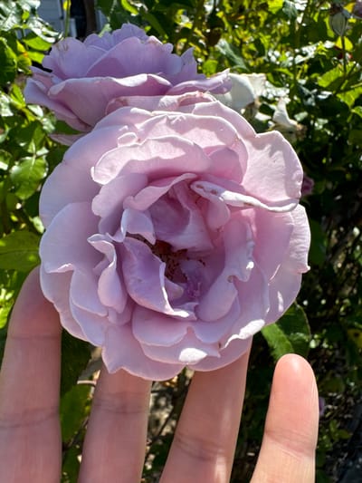 An extreme close-up, portrait-oriented photo shows a hand holding a pale pink rose outdoors in a garden setting. The rose is in focus and fills most of the frame, with its delicate petals layered and unfurling. The hand, positioned at the bottom of the frame, is gently supporting the rose, with fingers slightly visible. The background is a blur of green foliage and other flowers, suggesting a sunny day. The scene is located in San Mateo, California, United States of America.