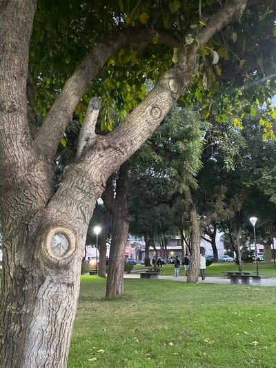 The image depicts a park in San Fernando del Valle de Catamarca, Argentina. In the foreground is a large tree trunk with branches and leaves. Further into the background, a row of trees lines a grassy area. Several people are standing and sitting near park benches. Streetlights are visible in the background. Cars and buildings are visible in the distance.