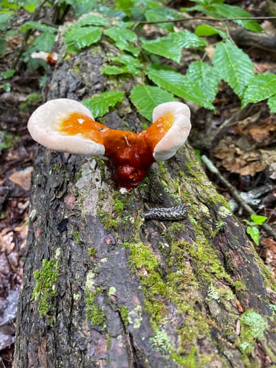A Reishi mushroom with white and orange coloration is growing on a moss-covered log in a forest. The mushroom has a layered, fan-like shape, with the white edges appearing soft and smooth, transitioning to a deep orange-red in the center. A small, dark slug with a speckled pattern is positioned on the log to the right of the mushroom. The log is rough in texture and covered in patches of vibrant green moss. In the background, lush green leaves of trees are visible, some appearing wet, suggesting a damp environment. The ground is covered with fallen leaves and twigs. The scene appears to be located within the Town of Lyonsdale, United States of America.
