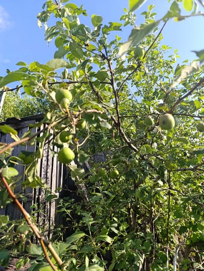The image captures an apple tree laden with unripe green apples, set against a backdrop of a clear blue sky and a weathered wooden fence. The tree's branches, adorned with lush green leaves, extend upwards and outwards, with several green apples clearly visible in various stages of growth. The fence, constructed from vertical wooden planks, appears aged and somewhat dilapidated, suggesting a rural or garden setting. The sunlight filters through the leaves, creating dappled patterns on the fence and the surrounding foliage. The scene is likely located in a garden or orchard in Tugulym, Russia, characterized by its natural beauty and the presence of fruit-bearing trees. There are no people or animals visible in the image.