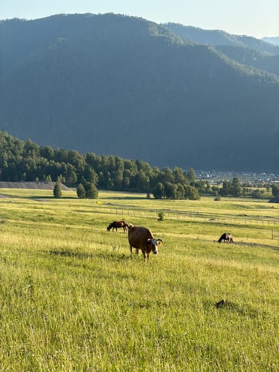 The image shows a serene landscape in Elekmonar, Russia, characterized by rolling green hills, a lush forest, and a clear sky, suggesting a sunny day. The scene is dominated by the vast expanse of a grassy field, with a few cows grazing peacefully. One cow is prominently in the foreground, its head turned towards the camera, while another is in the mid-ground, also grazing. In the distance, a cluster of houses indicates a small settlement, nestled amidst the greenery. The undulating mountains in the background add depth and grandeur to the scene. The overall impression is one of tranquility and natural beauty, with the grazing cows adding a touch of rural charm. The time of day appears to be late afternoon or early evening, given the soft lighting and long shadows.