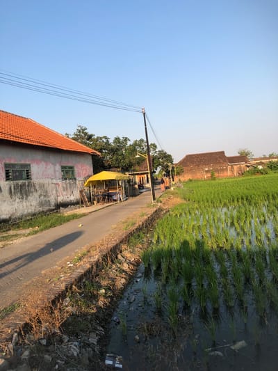 The image depicts a street scene in Kalidawir, Indonesia, during daylight hours. A paved road runs diagonally from the lower left to the upper right of the frame. On the left side of the road is a weathered, pink-hued building with an orange tiled roof and green-trimmed windows. Adjacent to the building is a small open-air stall covered by a bright yellow tarp, featuring tables and chairs. Further down the road, a brick building with a brown tiled roof is visible. To the right of the road, a lush green rice paddy is flooded with water, reflecting the surrounding environment. Power lines stretch across the clear blue sky. A single street light stands on a pole near the road. A person, dressed in a patterned skirt and headscarf, is walking away from the camera on the road in the middle ground. The ground along the road is covered in dry grass, debris, and some scattered litter. The overall impression is of a rural or semi-rural setting within Kalidawir.