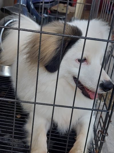 The media file shows a close-up, slightly distorted view of a young dog's face and upper body, lying down inside a metal cage. The dog appears to be a mixed breed, with predominantly white fur and patches of brown and black. Its eyes are open, and its tongue is lolling out, suggesting it might be panting or playful. The cage bars create a grid-like pattern over the dog's features. The background is mostly obscured by the cage and the dog, but some objects and darker structures are visible through the bars. The lighting appears to be natural, possibly from an outdoor or well-lit indoor setting. The overall impression is of a pet, possibly waiting to be taken out or resting. The location context is Samal, Philippines. No visible text is present.