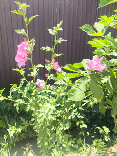 The image depicts a close-up view of pink hibiscus flowers and green foliage against a blurred wooden fence. The scene appears to be outdoors, likely in a garden or yard setting. Several hibiscus flowers are visible, with some in full bloom and others as buds. The leaves of the hibiscus plant are a vibrant green. To the right of the hibiscus, larger, serrated green leaves of another plant are prominent. The background consists of a dark brown wooden fence. There are no people or animals clearly visible in the image. The lighting suggests it is daytime, with sunlight casting shadows. The image is focused on the plant life, with the fence serving as a backdrop. There is no visual information to determine the specific location within the city of Малиновка, Kyrgyzstan.
