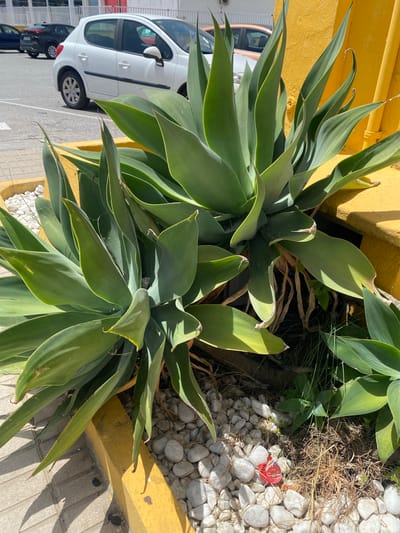 The image depicts an outdoor scene in Bel Air, Spain, focusing on a cluster of large, green agave plants. The plants are situated in a yellow-painted planter bed filled with white pebbles and dried grass. In the background, a white hatchback car is parked on an asphalt surface, and beyond that, a building with a white facade and horizontal bands of color (red, white, and possibly blue) is visible. Another car, partially visible, is parked behind the white hatchback. The environment appears to be a sunny day, with strong shadows cast by the plants and a yellow wall. A small, red object with writing on it, possibly a tag or a wrapper, is lying on the white pebbles in the foreground.