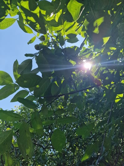 This is a low-angle, eye-level shot of walnut tree branches with green leaves and developing walnuts, set against a clear blue sky. The sun is shining brightly through the leaves, creating a lens flare effect and casting dappled shadows. The image was taken in the city of Bershad, Ukraine. The leaves are broad and oval-shaped, characteristic of a walnut tree. Several small, green walnuts are visible among the foliage. The branches are dark brown and appear to be part of a mature tree. The overall impression is one of lush, natural growth illuminated by the sun.
