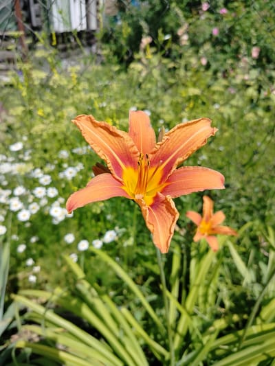 A close-up, eye-level, vertical shot showcases an orange daylily in full bloom, its petals unfurling in a garden setting. The flower, centrally positioned, displays a vibrant gradient of orange with hints of deep red and yellow at its core. Its delicate, slightly ruffled petals reach outwards, revealing the stamen and pistil within. In the blurred background, a cluster of small white flowers and lush green foliage creates a soft, natural backdrop. To the right and slightly behind the main bloom, a second, smaller orange daylily is visible, also in bloom but out of focus. The scene is bathed in natural daylight, suggesting an outdoor environment, possibly a residential garden in Блохино, Russia, given the context of the query. The overall impression is one of natural beauty and the tranquil atmosphere of a summer day.