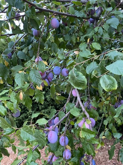 A close-up, eye-level shot captures a plum tree laden with ripe fruit in Courpière, France. The branches are densely packed with dark green leaves, some showing signs of yellowing, and numerous plums in various shades of purple and reddish-purple. The plums vary in ripeness, with some appearing almost fully colored and others still showing a hint of green or pink. Sunlight filters through the foliage, creating a dappled effect. In the background, a dense evergreen hedge is visible, and the ground below is covered with dry mulch and some scattered leaves. No people are present in the image, and the scene depicts a natural, outdoor setting.