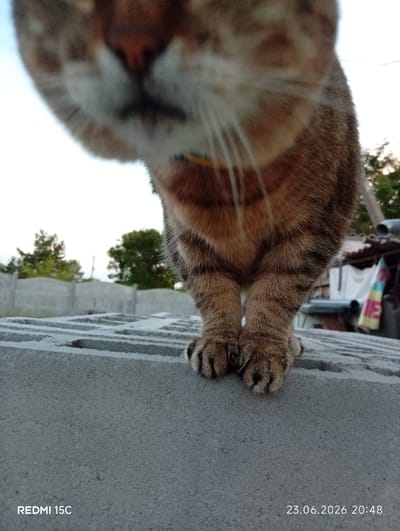 A low-angle close-up shot captures a tabby cat's front paws and chest as it stands on a concrete block structure. The cat's fur is a mix of brown, black, and tan stripes, with distinct banding on its lower legs. Its paws are slightly splayed, revealing dark claws. The background is blurred but shows a hint of trees and a fence under a bright sky, suggesting an outdoor setting, possibly a yard or construction area. The scene appears to be outdoors during daylight, with the sky being a clear, bright white, indicating a sunny or overcast day. The overall mood is neutral, focusing on the animal's presence and its immediate surroundings.
Visible text includes "REDMI 15C" in the bottom left corner and "23.06.2026 20:48" in the bottom right corner, which is a date and time stamp. The location context is Mykolaivka, Ukraine. The subject is clearly the cat, with the concrete blocks serving as the immediate object and setting. The activity is simply the cat standing.