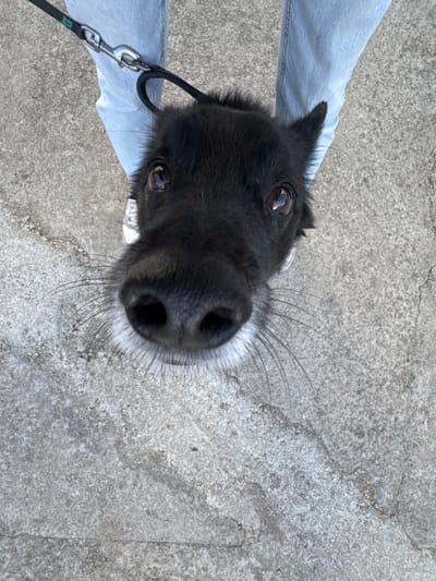 A close-up, high-angle shot captures a black dog looking directly upwards at the camera. The dog's large black nose, surrounded by white fur and prominent whiskers, is central and fills a significant portion of the foreground, creating a slightly exaggerated perspective. Its dark, reflective eyes are wide and focused on the viewer.

To the right of the dog, the lower leg of a person wearing light blue jeans is partially visible. A black leash with a silver metal clip is attached to the dog's collar and extends towards the person's hand, suggesting the dog is on a lead.

The background is a textured, grey concrete or asphalt surface, indicative of a sidewalk or paved outdoor area. The lighting is bright, suggesting it is daytime. The dog appears attentive and engaged, likely looking up at its owner during a walk. The scene takes place in Polje, Montenegro. No visible text is present in the image.