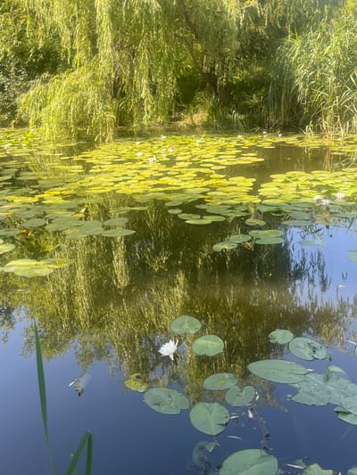 This is a photograph of a tranquil pond filled with lily pads and a few white water lilies. Lush green foliage, including a weeping willow tree and tall reeds, overhangs the water, casting reflections. The water is a deep blue, with the reflections of the trees and sky creating a shimmering effect. The scene suggests a natural, serene environment. The image does not contain any identifiable landmarks or elements that would specify its location within the city of Vasylkiv, Ukraine, or any other specific geographic location. There are no people or animals visible in the image. The image is a still, composed shot capturing the natural beauty of the pond.