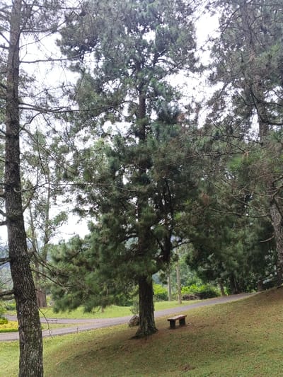 A forest scene shows tall, green pine trees dominating the frame. A road winds through the trees, with a bench situated under one of them. The ground is covered in grass. The sky is overcast, creating soft, diffused light. The tree in the center of the frame is the focal point. The overall atmosphere is peaceful and serene.