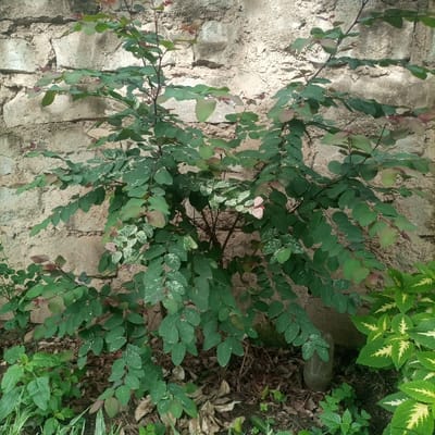 The scene depicts an outdoor environment in Kimorori/Wempa ward, Kenya. A dense, leafy shrub with numerous small, oval-shaped leaves, predominantly dark green, occupies the central and upper-mid sections of the frame. Several leaves exhibit light green, white, or reddish-pink variegation, particularly noticeable on the upper and left portions of the plant. The shrub is situated directly in front of a textured wall constructed from light-colored, rough-hewn stones or concrete blocks, with visible mortar lines. Sunlight casts distinct shadows on the upper-left section of the wall. The ground beneath the shrub is covered with a layer of dry, brown leaf litter and sparse green undergrowth. To the lower right, a portion of another plant with prominent yellow-green variegated leaves is visible. A dark, cylindrical object, potentially a discarded bottle, is partially visible near the base of the main shrub on the right side. No individuals or specific actions are depicted.